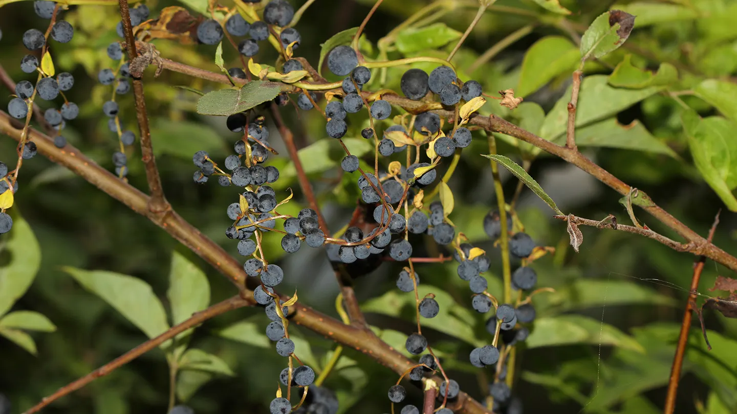 Round black balls sprout from the viney twig of a black-bulb yam plant. The balls look like berries but are in fact clones of the plant.