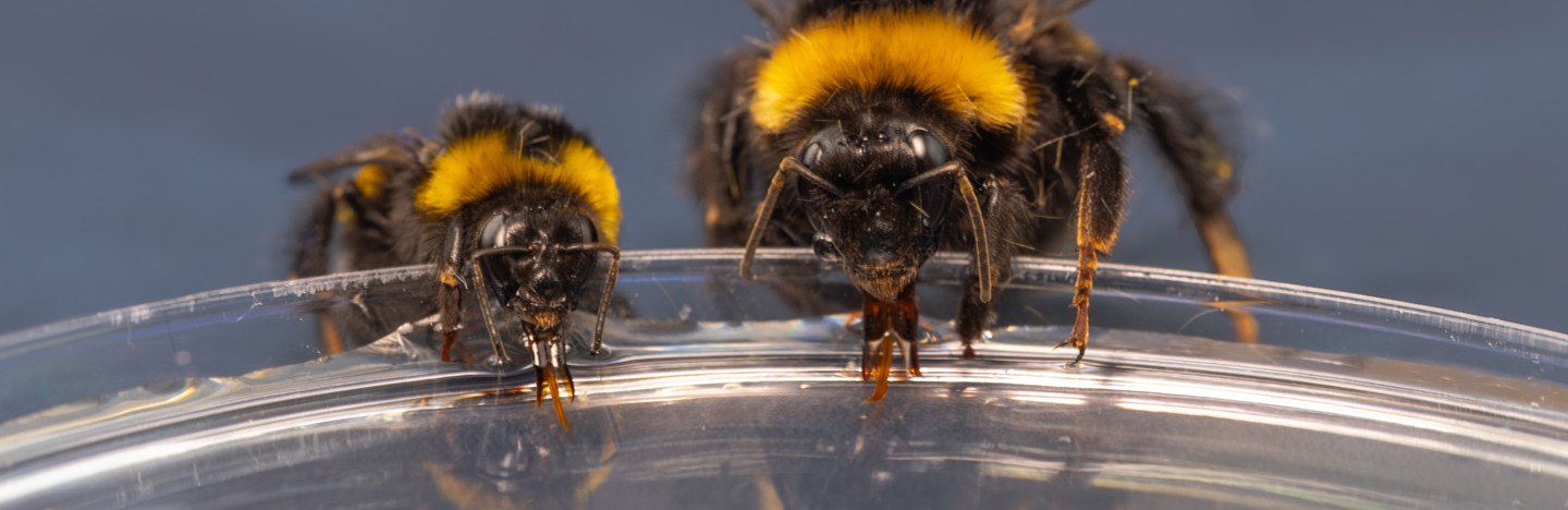 Two bumblebees drink liquid out of a shallow dish.