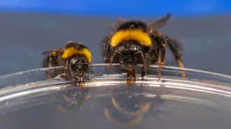 Two bumblebees drink liquid out of a shallow dish.