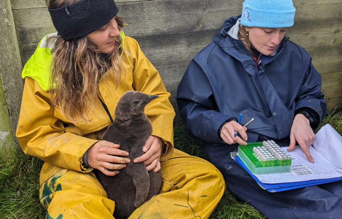 A researcher wearing a yellow jumpsuit and sitting on the ground holds a fluffy brown penguin chick in her lap. Both are looking at another researcher sitting to the right (their left), who is wearing a blue jumpsuit and pointing at notes on a clipboard. This researcher also has a rack filled with sample tubes on top of the clipboard.