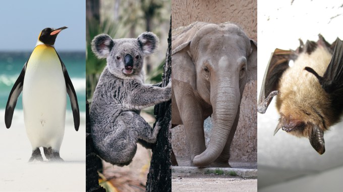 The image is a collage of four animals. The leftmost image is an adult king penguin walking toward the camera on a beach with waves in the background. The center left image is a koala holding onto a tree trunk and facing to the right. The center right image is an Asian elephant walking inside an enclosure toward the camera. The right image is a little brown bat hanging upside down inside a cave.