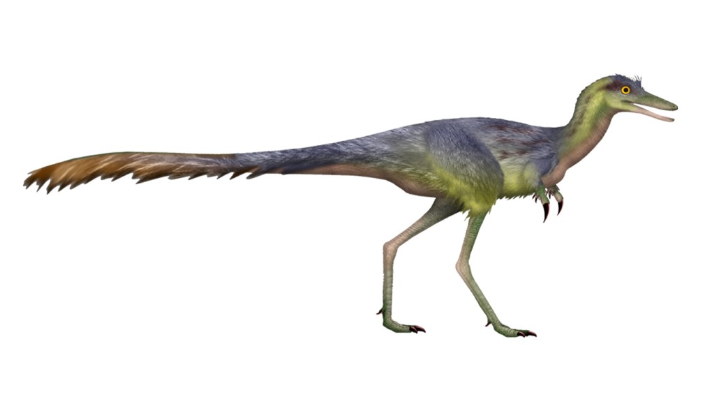 A drawing of the slim, feather-covered dinosaur Manipulonyx reshetovi