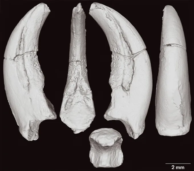 A 3-D rendering of dinosaur claws arranged as if coming off a hand