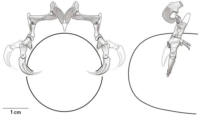 Drawings illustrating the motion and orientation of sketched dinosaur forelimbs