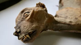 A close-up of the head and neck of a natually mummified cheetah as seen on a table in a lab. The rest of its body is out of sight.