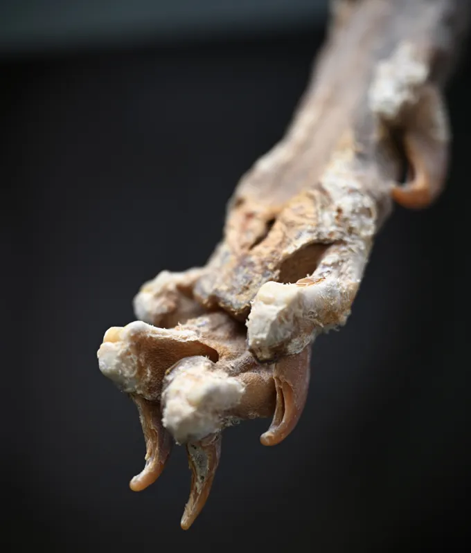 A close up of a dissicated cheetah paw.