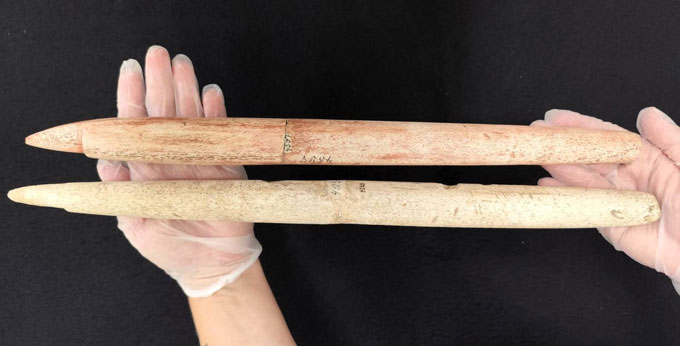 Hands holding two long harpoon heads made of whalebone