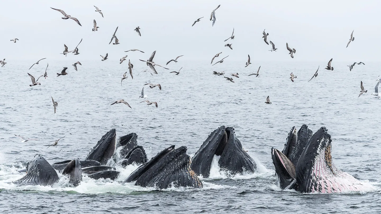 Canadian humpback whales thrive with a little help from their friends