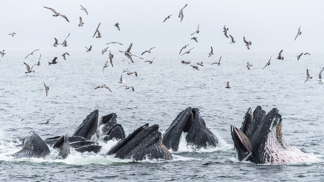 Humpback whales pop their mouths out of the water while seabirds fly overhead.