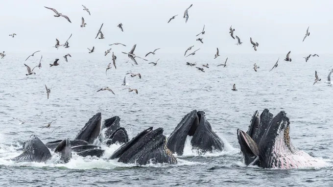 Humpback whales pop their mouths out of the water while seabirds fly overhead.