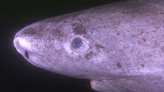 Closeup of a Greenland shark's eye.