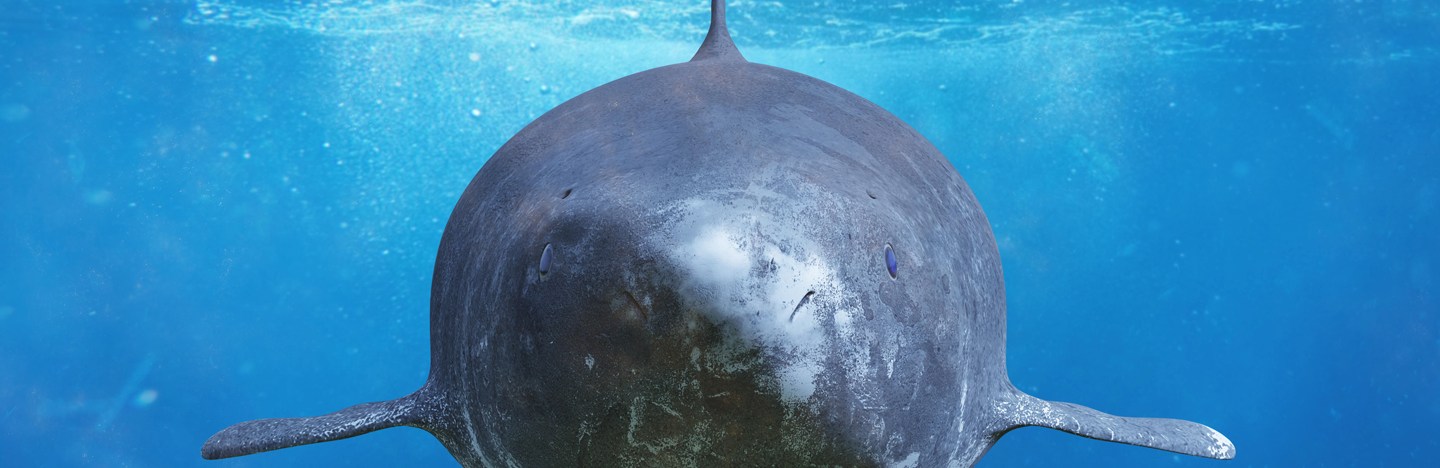 A gray Greenland shark swimming in blue water faces the viewer.