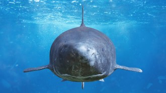 A gray Greenland shark swimming in blue water faces the viewer.