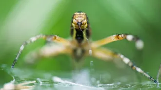 A garden spider is shown close-up with silk coming out of its spinneret