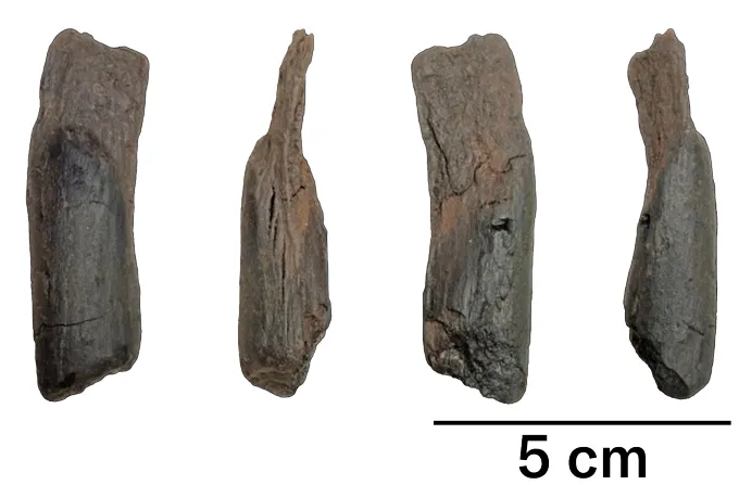 A small piece of wood is seen from four sides. Researchers say it's a 430,000-year-old tool with unknown purpose.