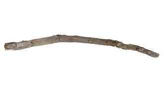 A stick arcs horizontally on a white background. It is possibly the oldest wooden handheld tool ever found.