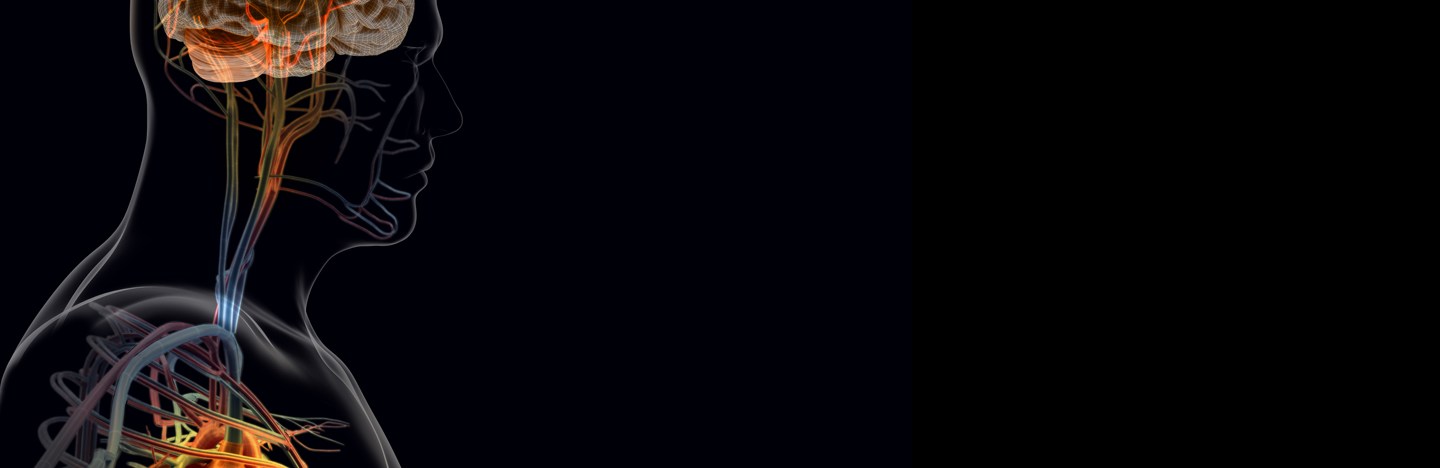 An illustration of Nerve pathways linking the heart and brain, which play a role in heart attacks