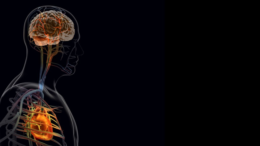 An illustration of Nerve pathways linking the heart and brain, which play a role in heart attacks
