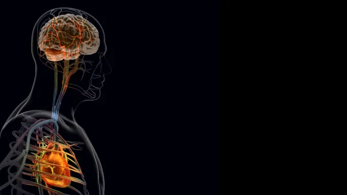 An illustration of Nerve pathways linking the heart and brain, which play a role in heart attacks