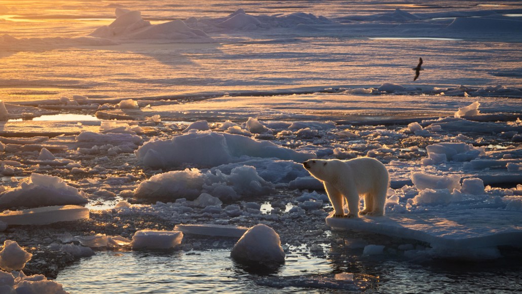 Image of polar bear on sea ice