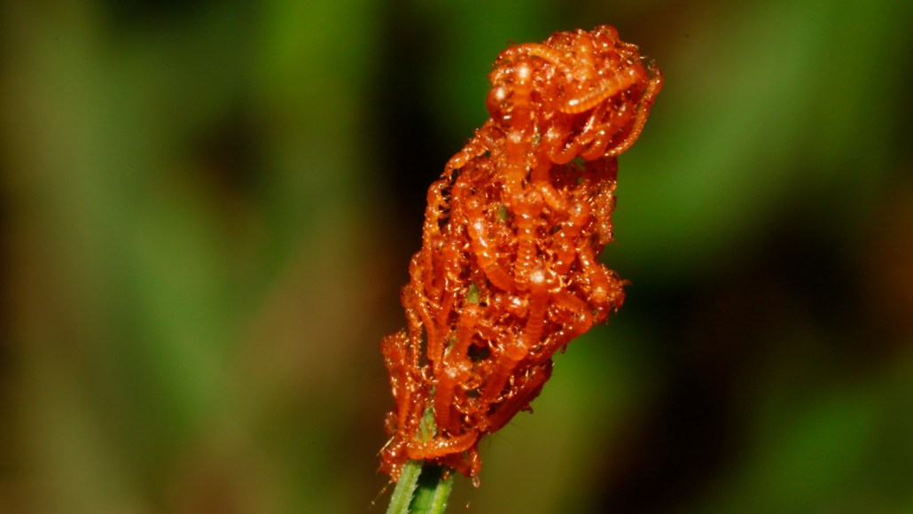 A cluster of orange larvae huddle at the tip of a green frond