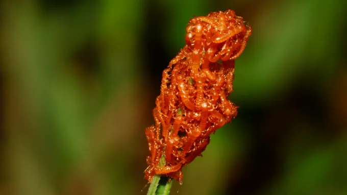 A cluster of orange larvae huddle at the tip of a green frond