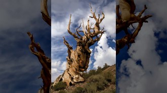 A twisted, dead-looking tree in California.