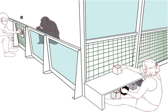 Illustration of researchers training bonobos 