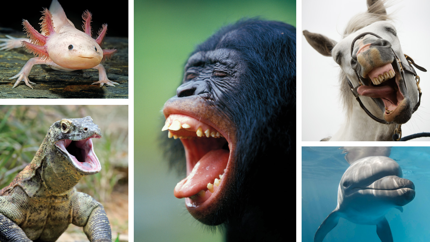 different animals appearing to experience joy – laughing or smiling. Axolotl, turtle, monkey, horse and dolphin.