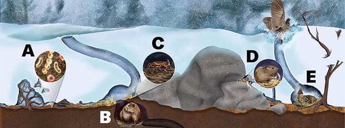 An illustration depicting the arrays of lifeforms that live in the subnivium, including bacteria, marmots, beetles and others.