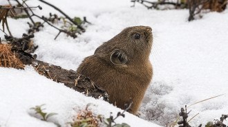 A brown, furry pika peeks out from its burrow in the snow.