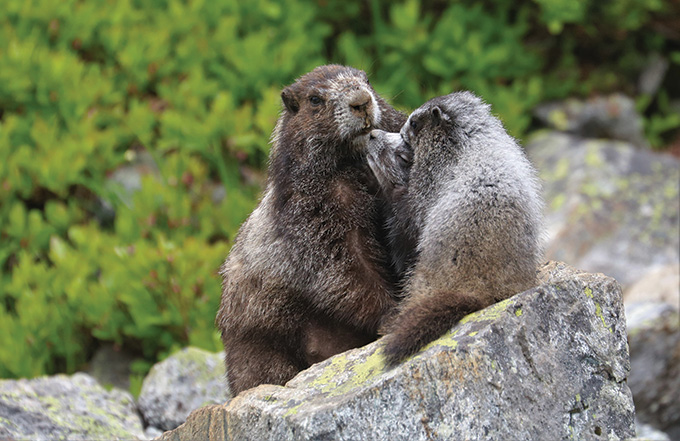 Two marmots facing eachother on a rock.
