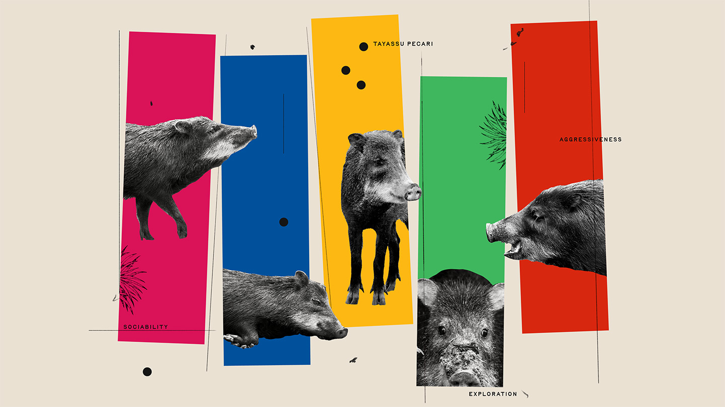 A mixed medium piece of artwork showing different emotional expressions of white-lipped peccaries on colorful background columns