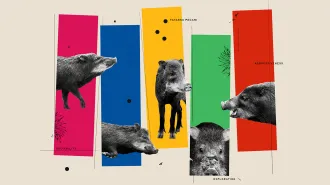 A mixed medium piece of artwork showing different emotional expressions of white-lipped peccaries on colorful background columns