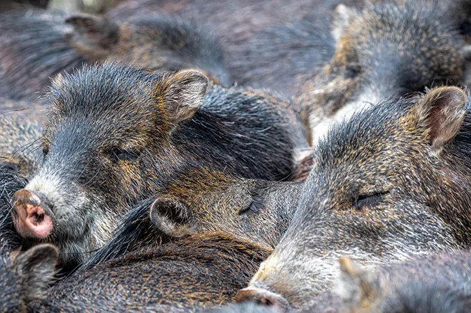 A group of white-lipped peccaries in a tight huddle
