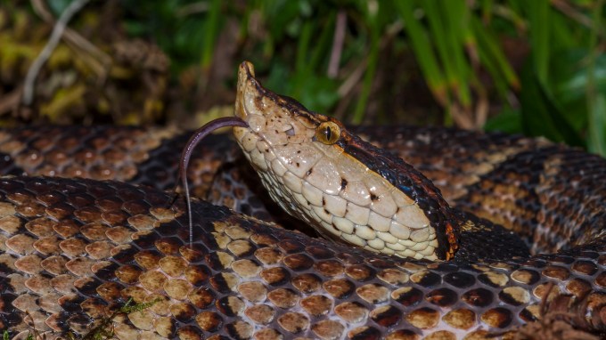 A closeup of a tan and brown snake shows its head popping up above its coiled body and its tongue out.