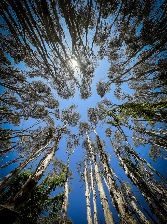 An image looking up through the canopy of tall trees