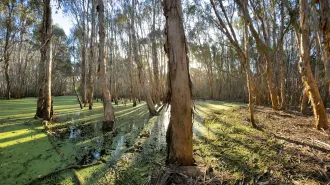 An image of wetlands with trees with peeling bark sitting in water