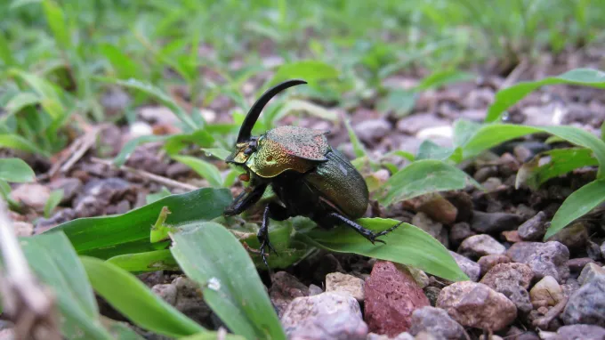 A beetle crawls over gravel and plants.