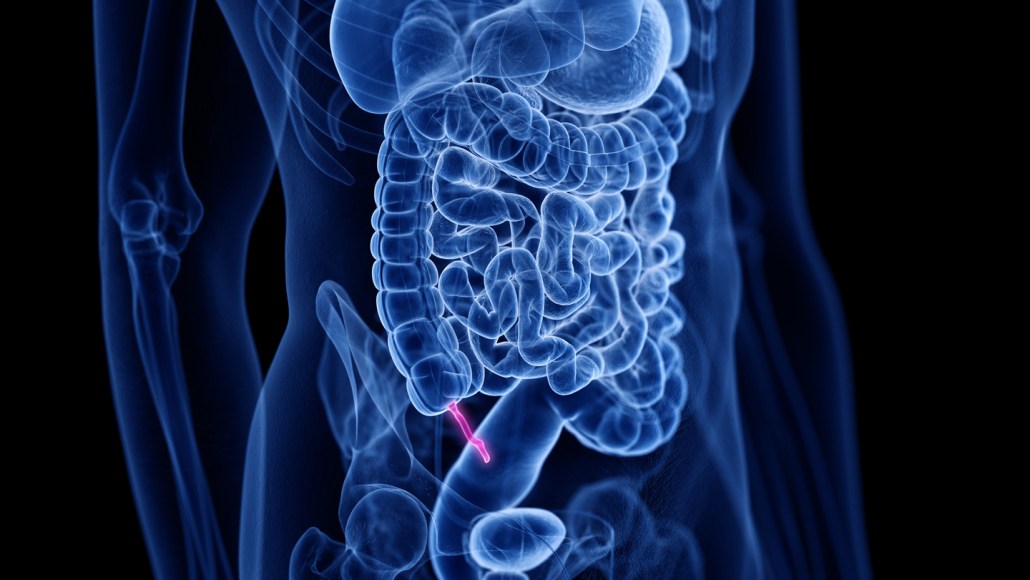 An illustration shows the ghostly outline of a human body with the internal organs and bones visible. The appendix shows up as a bright pink squiggle attached to the intestines.