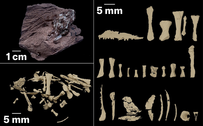 Organized images of fossilized bones