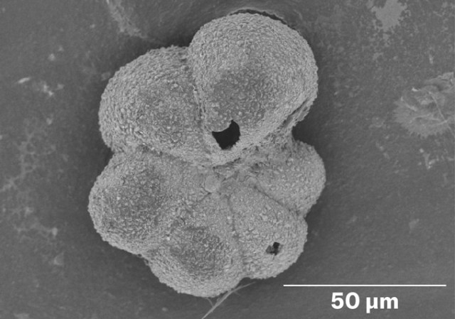A grayscale image of a pumpkinlike 6-lobed microbe under a microscope