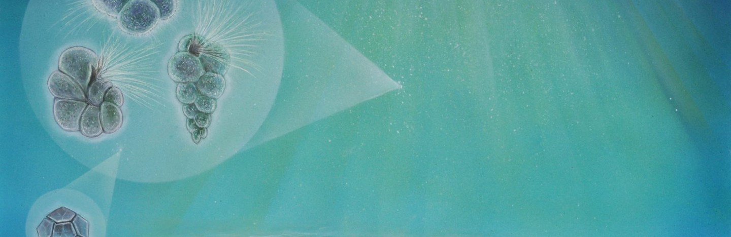 An illustration shows a blue-and-green underwater scene with three types of plankton hovering above a fish's bones