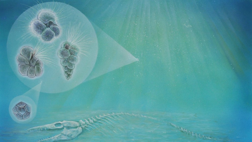 An illustration shows a blue-and-green underwater scene with three types of plankton hovering above a fish's bones