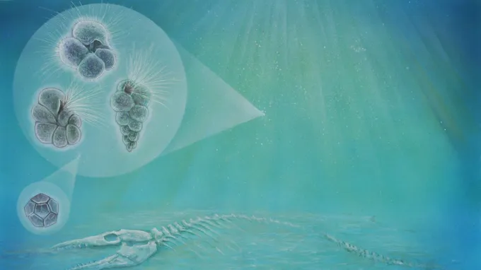 An illustration shows a blue-and-green underwater scene with three types of plankton hovering above a fish's bones