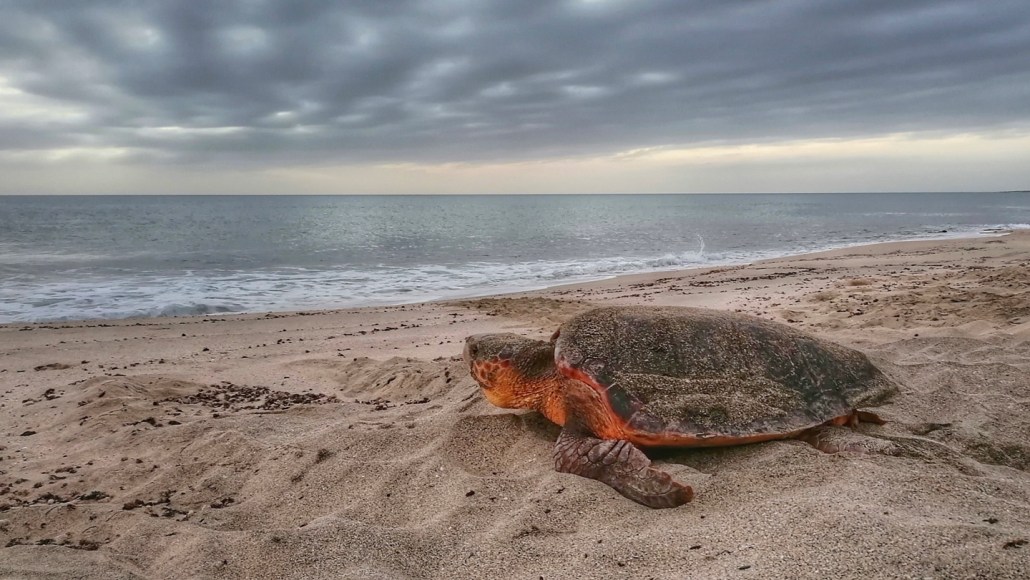 A sea turtle, a loggerhead, heads back to the sea