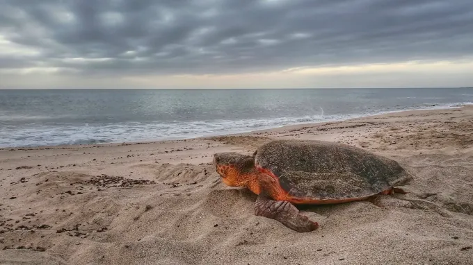 A sea turtle, a loggerhead, heads back to the sea