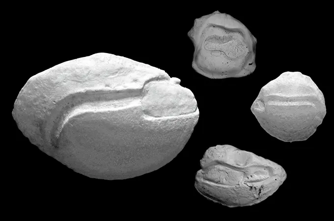 A black and white image shows four round stonelike ear stones from fish. Each ear stone has grooves that made distinct patterns.