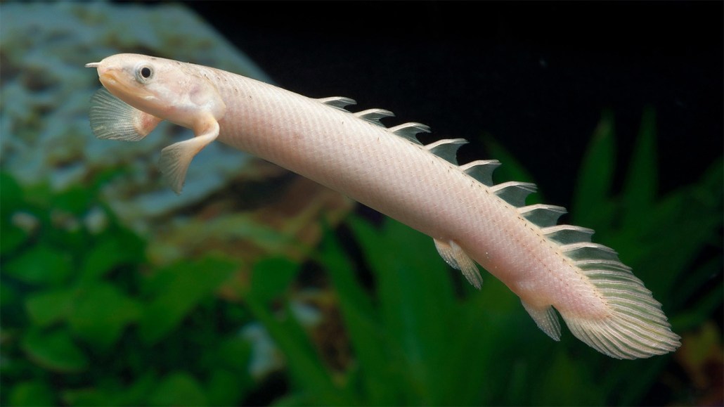 A pale, elongated fish with small fins and a row of spiny dorsal finlets swims against a dark background.