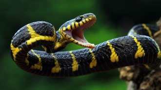 A black snake with bright yellow bands coils and opens its mouth wide against a green, blurred background.